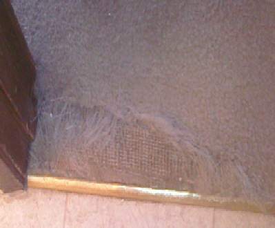 Cat Scratched carpet doorwayx3