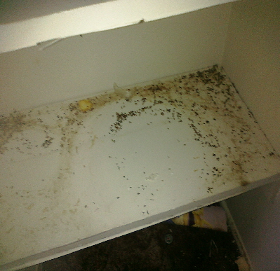 Mouse Poo